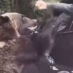 Horror moment person in car faces bear attack after tempting animal with snack