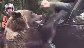 Horror moment person in car faces bear attack after tempting animal with snack