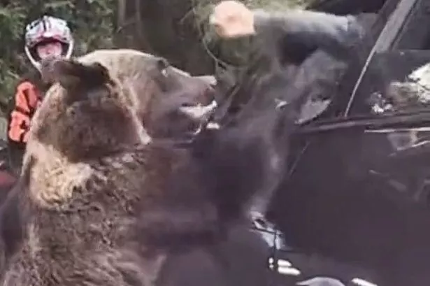 Horror moment person in car faces bear attack after tempting animal with snack