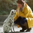 So sprechen Menschen, damit Hunde sie verstehen