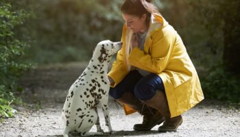 So sprechen Menschen, damit Hunde sie verstehen