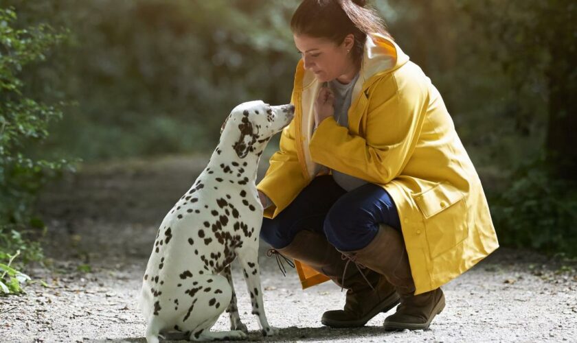 So sprechen Menschen, damit Hunde sie verstehen