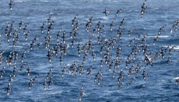 Des milliers d’oiseaux piégés dans l’œil du cyclone Helene