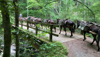 Hurricane Helene relief: Mules helping to bring supplies to residents in North Carolina