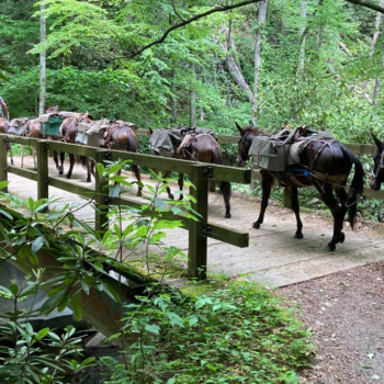 Hurricane Helene relief: Mules helping to bring supplies to residents in North Carolina