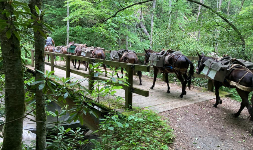 Hurricane Helene relief: Mules helping to bring supplies to residents in North Carolina