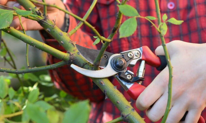 Ces plantes de jardin doivent être taillées dès maintenant pour avoir de belles fleurs au printemps