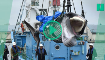 Détention de Paul Watson : pourquoi le Japon veut manger toujours plus de baleines