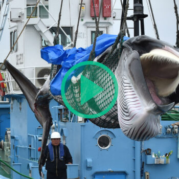 Détention de Paul Watson : pourquoi le Japon veut manger toujours plus de baleines