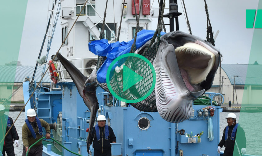 Détention de Paul Watson : pourquoi le Japon veut manger toujours plus de baleines