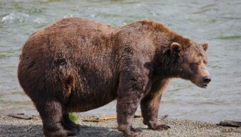 Online voting in Alaska’s Fat Bear Week contest starts after an attack killed 1 contestant