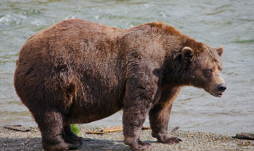 Online voting in Alaska’s Fat Bear Week contest starts after an attack killed 1 contestant