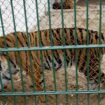 Bird flu kills 47 tigers, 3 lions and a panther in Vietnam zoos, state media reports