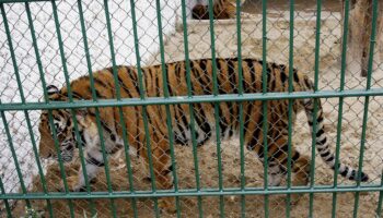 Bird flu kills 47 tigers, 3 lions and a panther in Vietnam zoos, state media reports