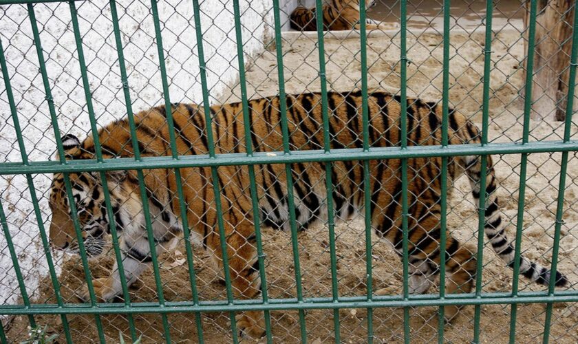 Bird flu kills 47 tigers, 3 lions and a panther in Vietnam zoos, state media reports