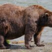 32 Chunk pictured last month. Pic: National Park Service via AP