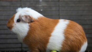 Peru celebrates 2 decades of a fast-growing breed of guinea pigs eaten as a delicacy