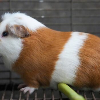 Peru celebrates 2 decades of a fast-growing breed of guinea pigs eaten as a delicacy