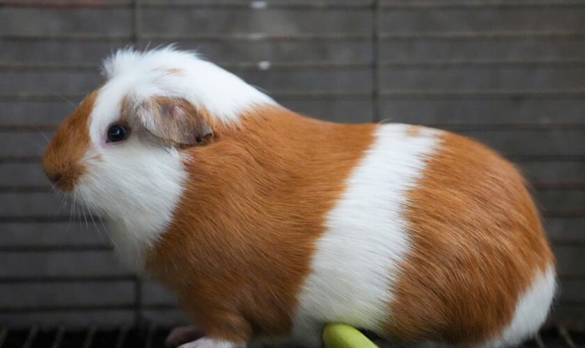 Peru celebrates 2 decades of a fast-growing breed of guinea pigs eaten as a delicacy