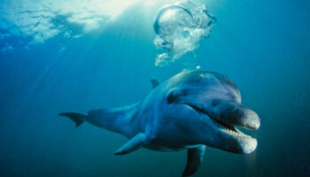 Les dauphins semblent sourire quand ils jouent ensemble