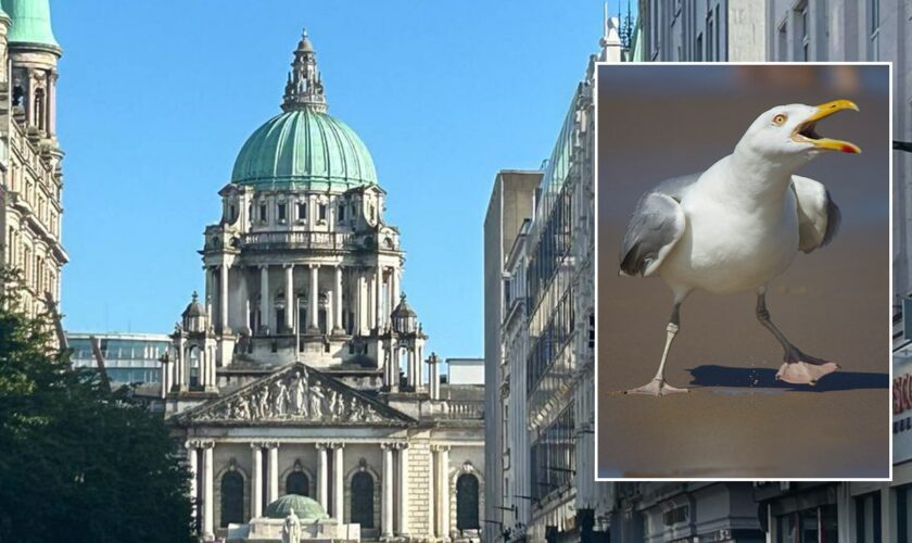 Wildlife lover facing charges after allegedly assaulting passersby while attempting to capture a baby seagull