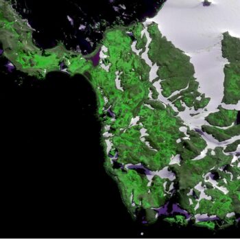 Scientists 'shocked' at how quickly parts of Antarctica are turning green