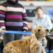 En France, le respect des animaux est désormais au programme du CP