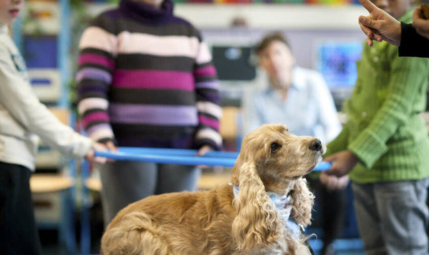 En France, le respect des animaux est désormais au programme du CP