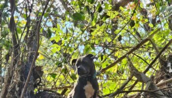 Rescuers save Tennessee dog stranded 20 feet high in tree after Hurricane Helene floods