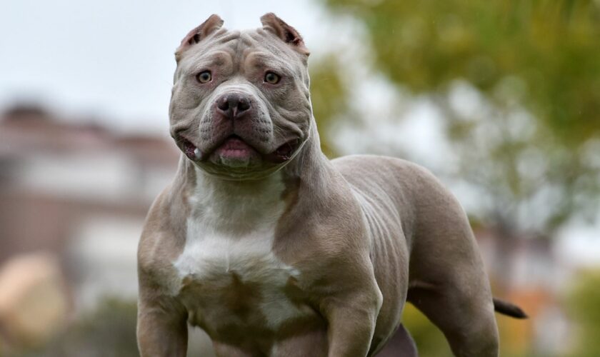 An American Bully - also known as an XL Bully. Library pic. From iStock.