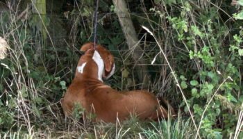 The dog was found in a field tied up. pic: RSPCA