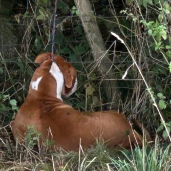 The dog was found in a field tied up. pic: RSPCA