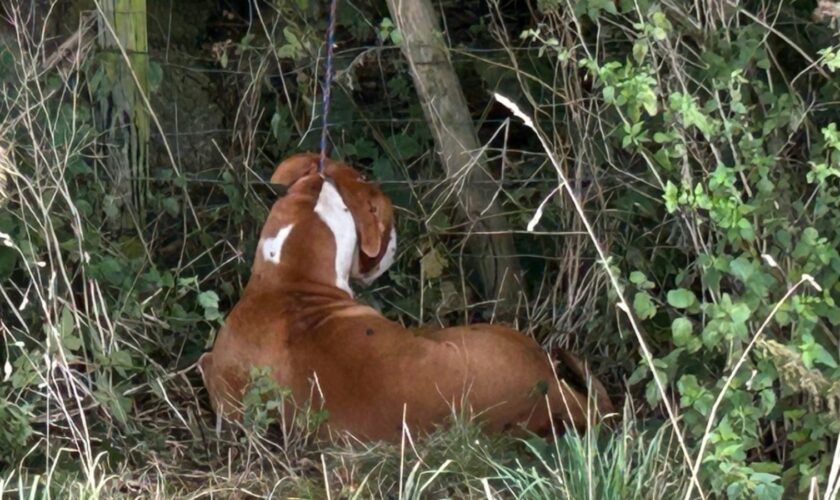 The dog was found in a field tied up. pic: RSPCA