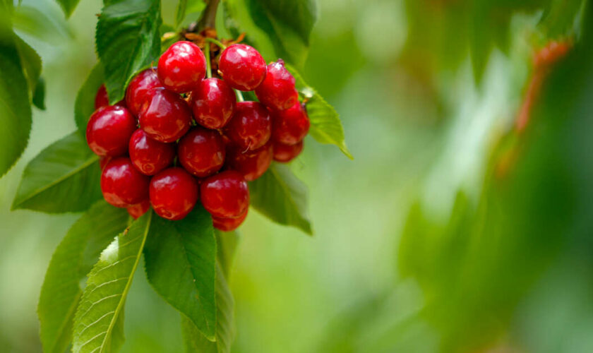 La soupe de fruits hongroise, le début de la faim