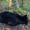 Bear killed while trying to eat pancakes