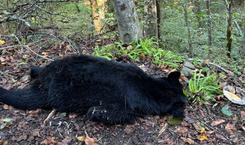 Bear killed while trying to eat pancakes