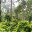 De Sumatra à Madagascar en passant par le Vietnam, ces 33 lieux inexplorés qui regorgent de milliers de plantes inconnues