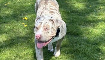 Owner of XL bully put down in 'error' was waiting for call to collect dog