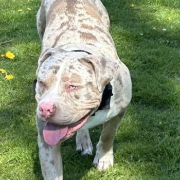 Owner of XL bully put down in 'error' was waiting for call to collect dog