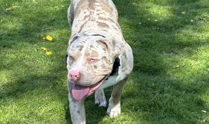 Owner of XL bully put down in 'error' was waiting for call to collect dog