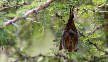 A yellow-winged bat (not bat involved). Pic: Sergio Pitamitz/VWPics via AP