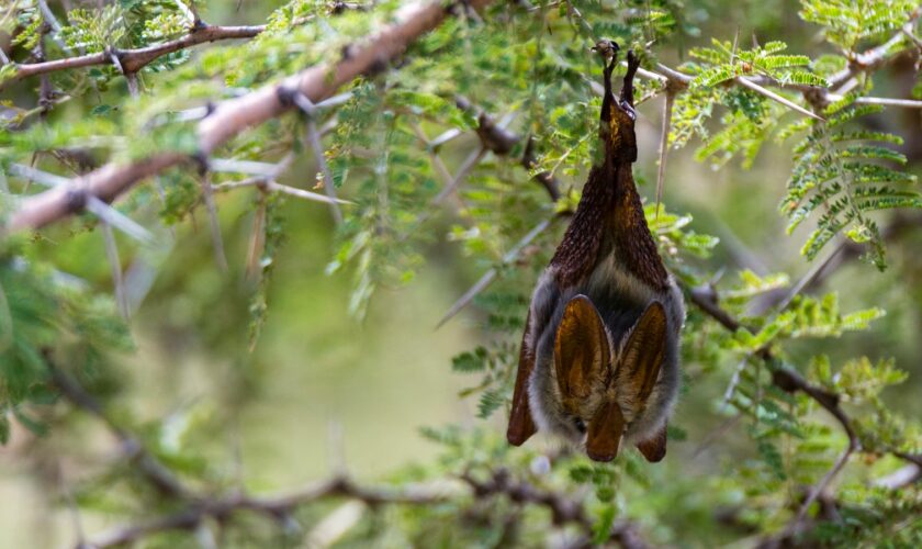 A yellow-winged bat (not bat involved). Pic: Sergio Pitamitz/VWPics via AP