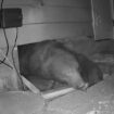 Watch: 250lb bear hiding under house squeezes out of hole