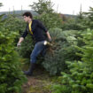 Après le gruyère et le vin, les sapins de Noël du Morvan bientôt dotés d’une IGP ?