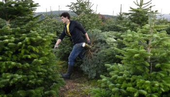 Après le gruyère et le vin, les sapins de Noël du Morvan bientôt dotés d’une IGP ?