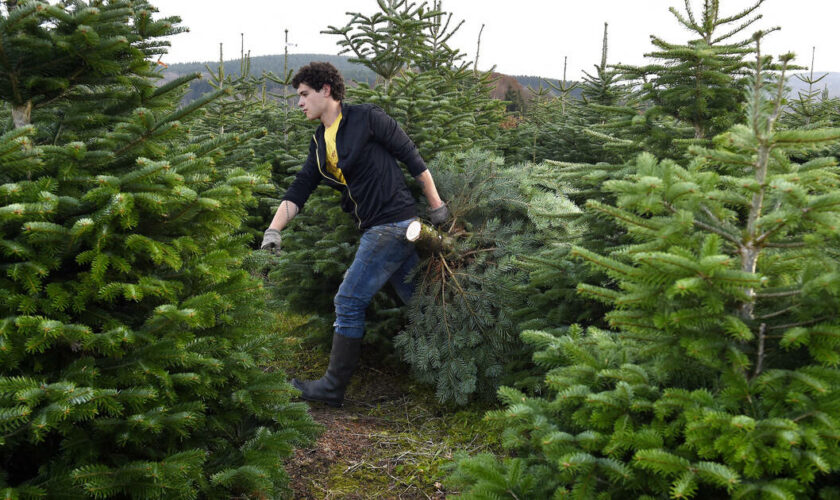 Après le gruyère et le vin, les sapins de Noël du Morvan bientôt dotés d’une IGP ?