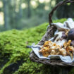 Cueillette aux champignons : météo, types de forêts… Les conseils d’experts pour optimiser ses chances