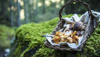 Cueillette aux champignons : météo, types de forêts… Les conseils d’experts pour optimiser ses chances