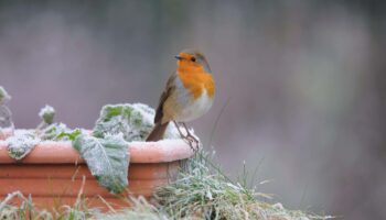 How to protect your garden before the first frosts set in