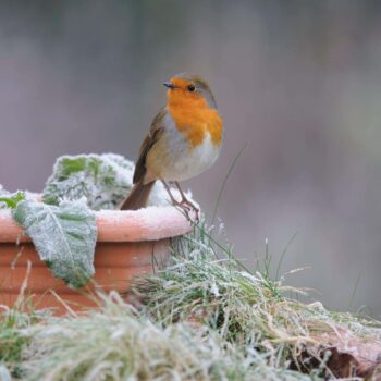 How to protect your garden before the first frosts set in